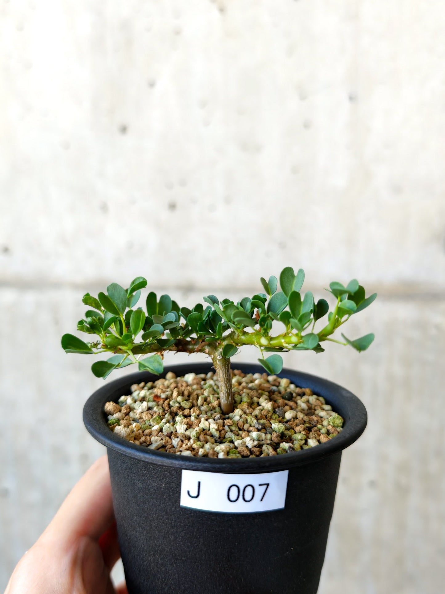 【現品限り】モンソニア・バンデリエティア 実生【J7】 Monsonia vanderietiae