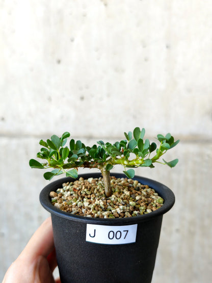 【現品限り】モンソニア・バンデリエティア 実生【J7】 Monsonia vanderietiae