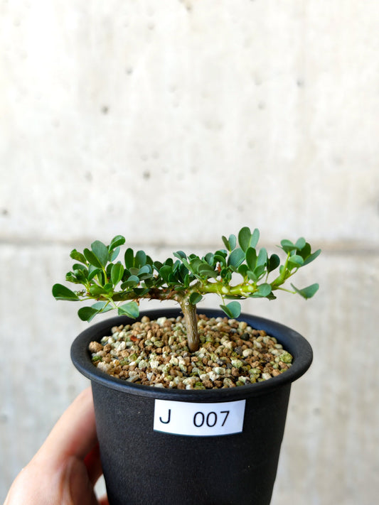 【現品限り】モンソニア・バンデリエティア 実生【J7】 Monsonia vanderietiae