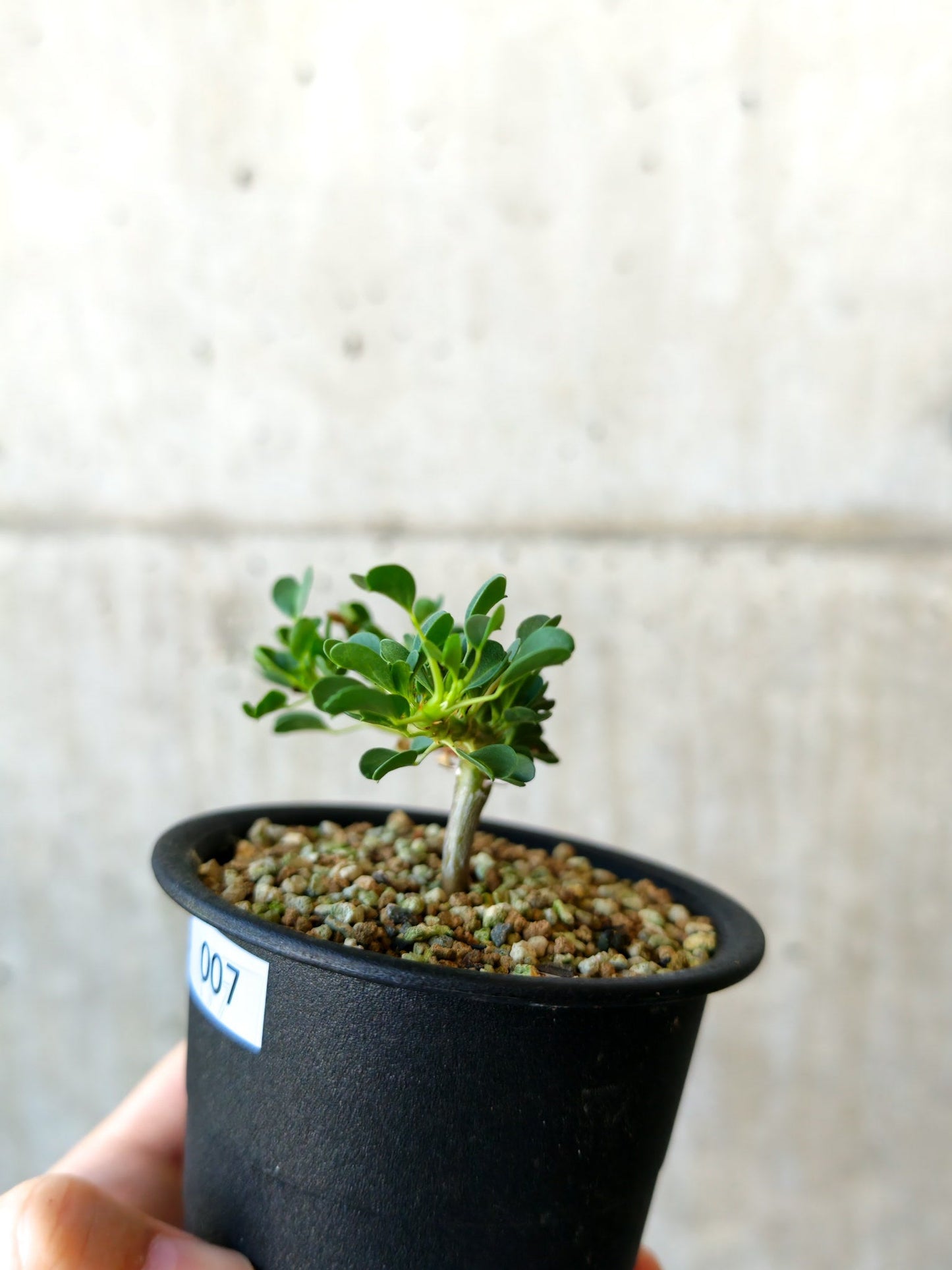 【現品限り】モンソニア・バンデリエティア 実生【J7】 Monsonia vanderietiae