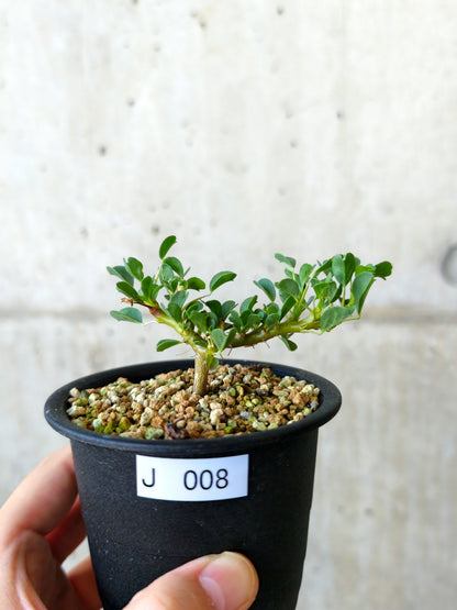 【現品限り】モンソニア・バンデリエティア 実生【J8】 Monsonia vanderietiae