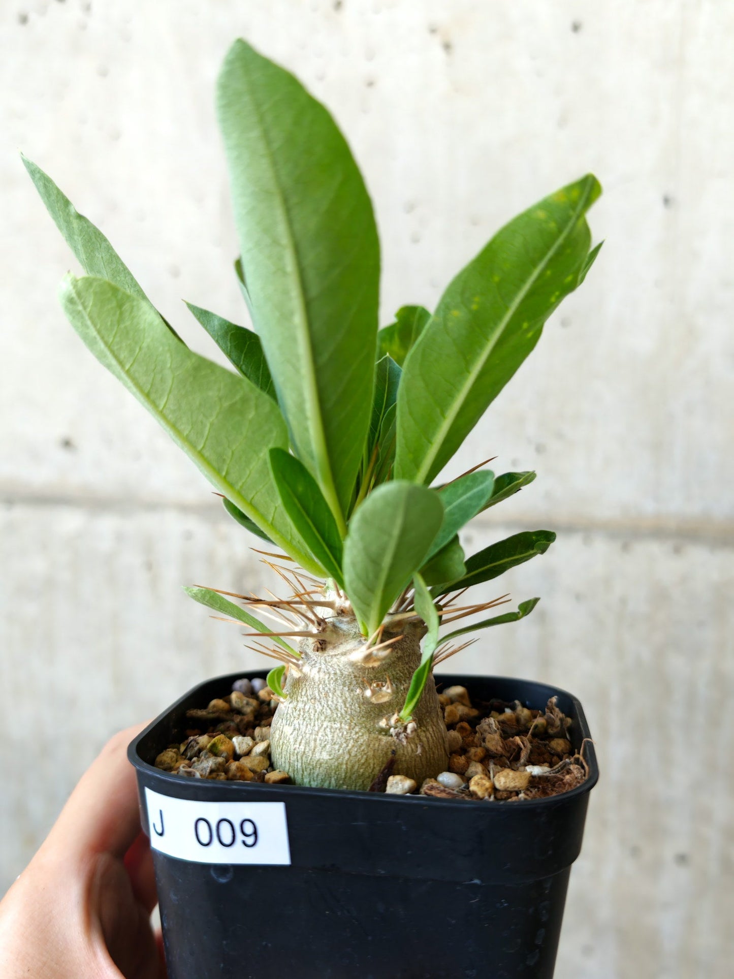 【現品限り】パキポディウム・レアリー 実生【J9】 Pachypodium lealii