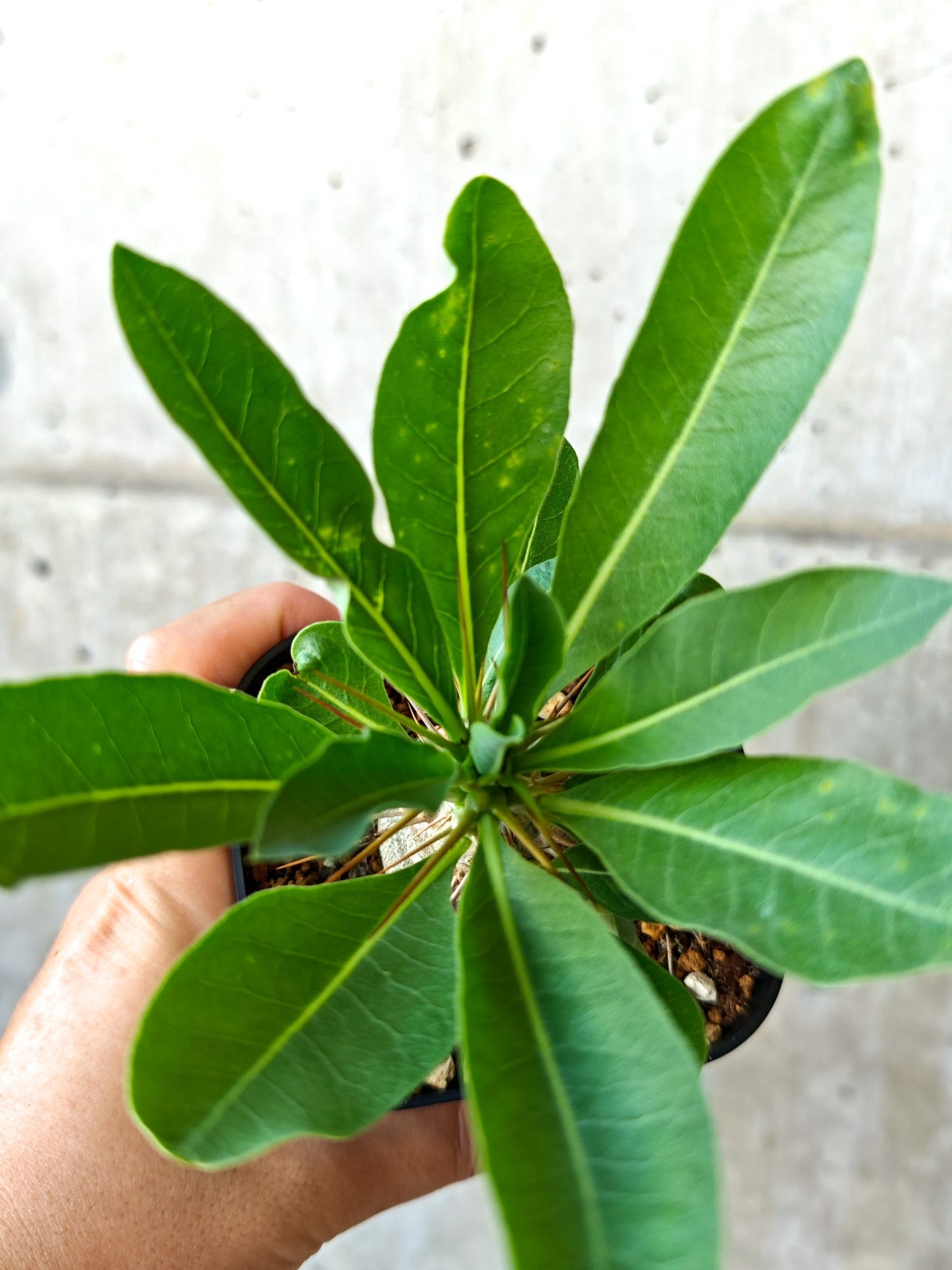 【現品限り】パキポディウム・レアリー 実生【J9】 Pachypodium lealii