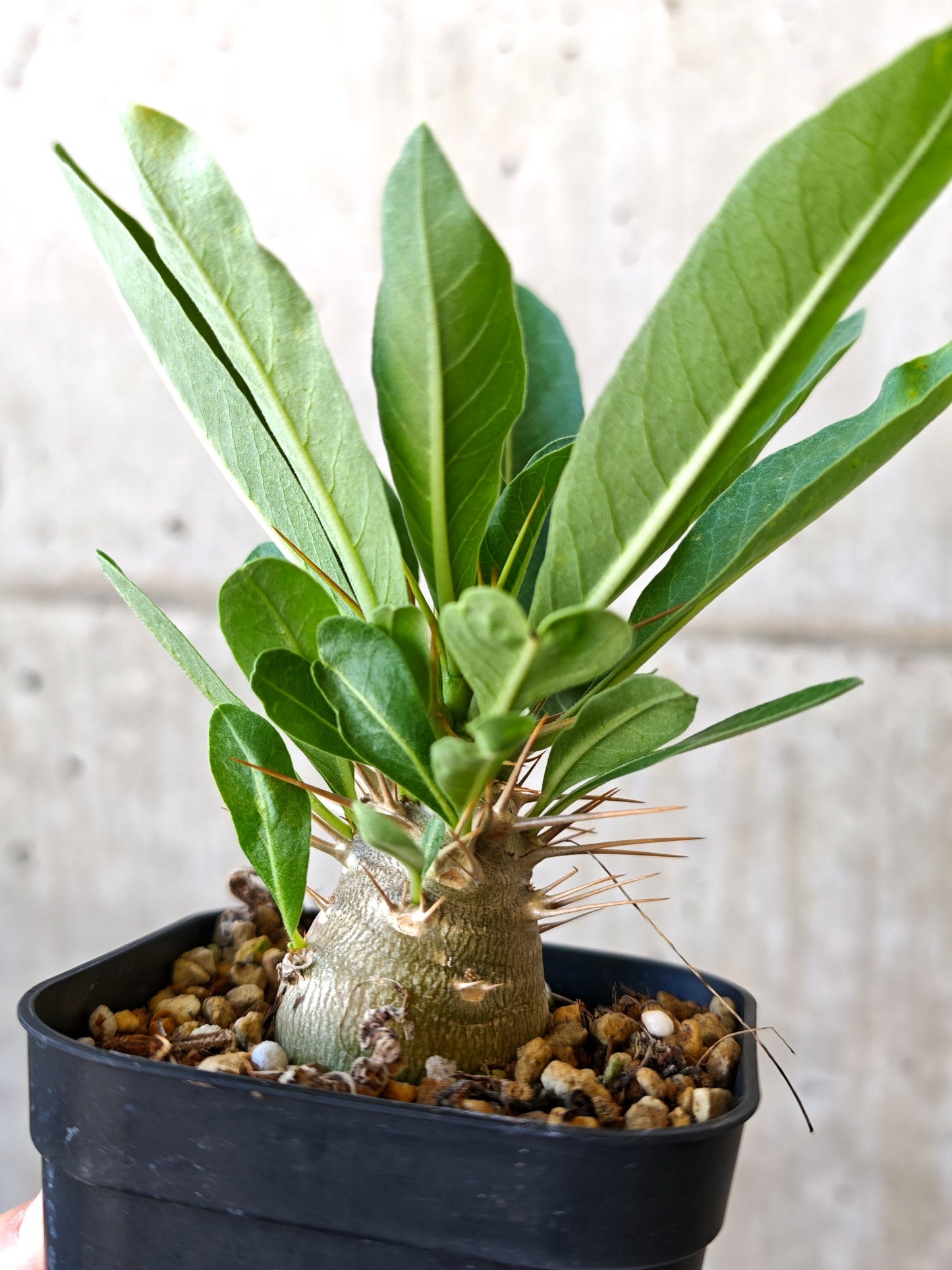 【現品限り】パキポディウム・レアリー 実生【J9】 Pachypodium lealii