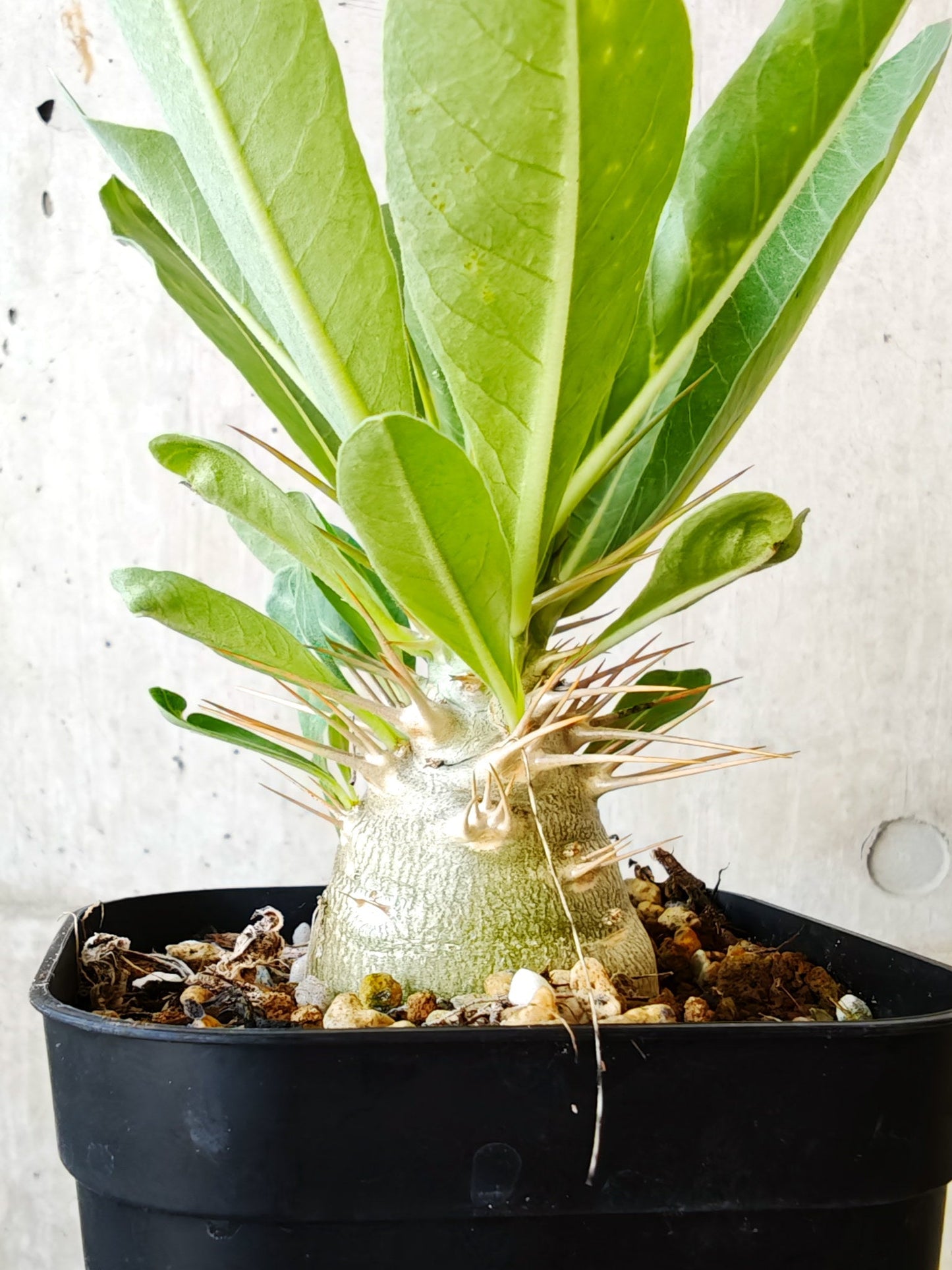 【現品限り】パキポディウム・レアリー 実生【J9】 Pachypodium lealii
