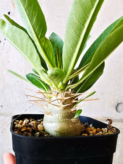 【現品限り】パキポディウム・レアリー 実生【J9】 Pachypodium lealii