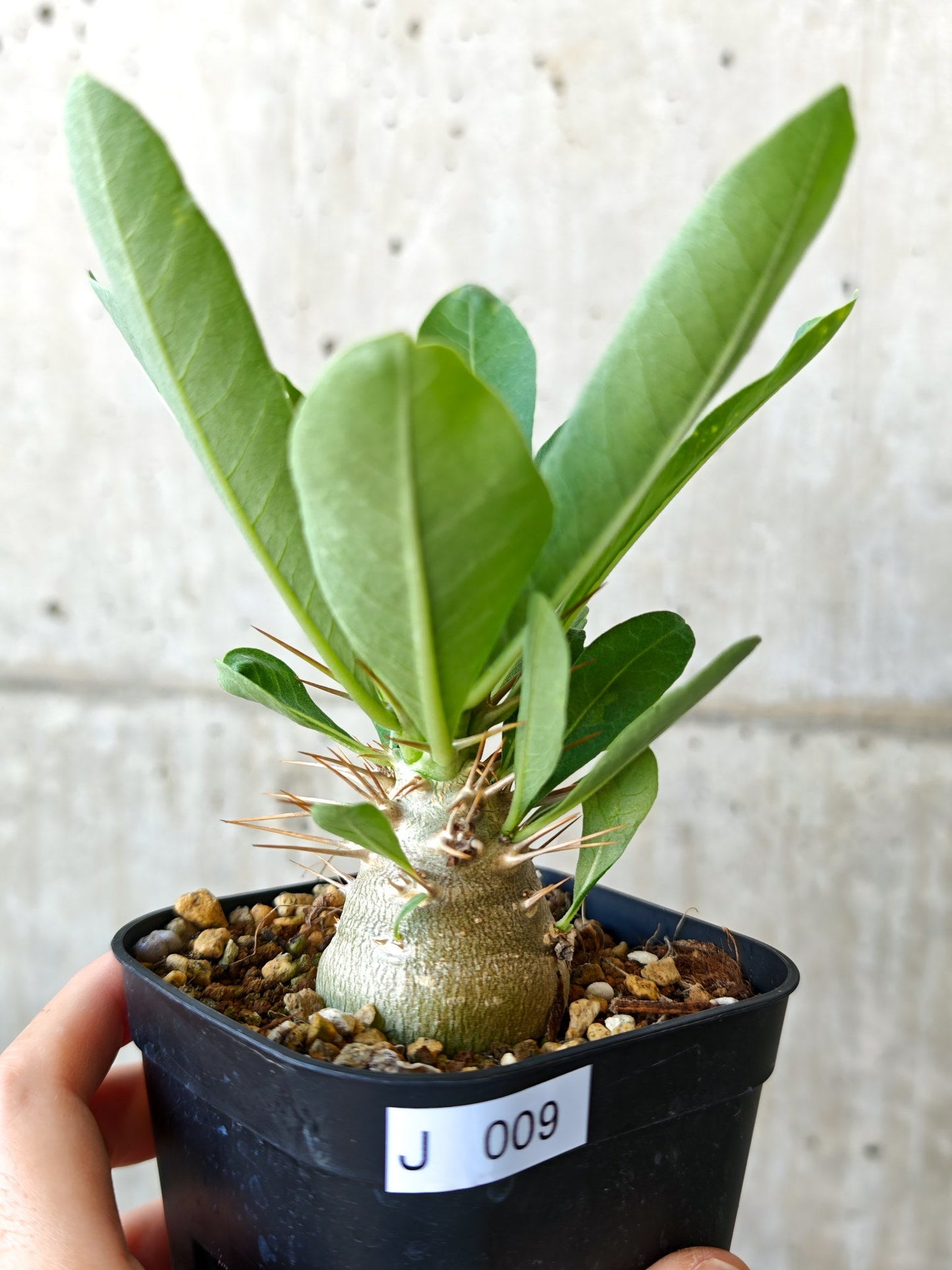 【現品限り】パキポディウム・レアリー 実生【J9】 Pachypodium lealii