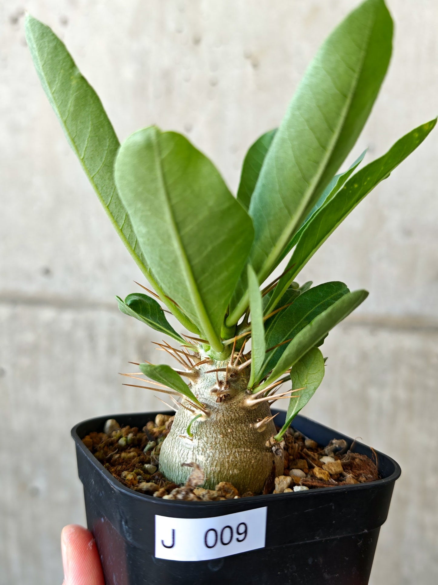【現品限り】パキポディウム・レアリー 実生【J9】 Pachypodium lealii