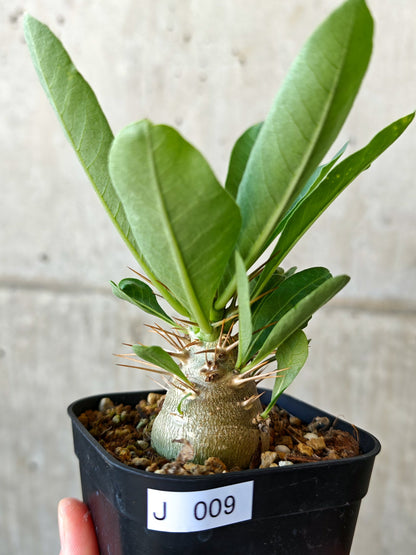 【現品限り】パキポディウム・レアリー 実生【J9】 Pachypodium lealii