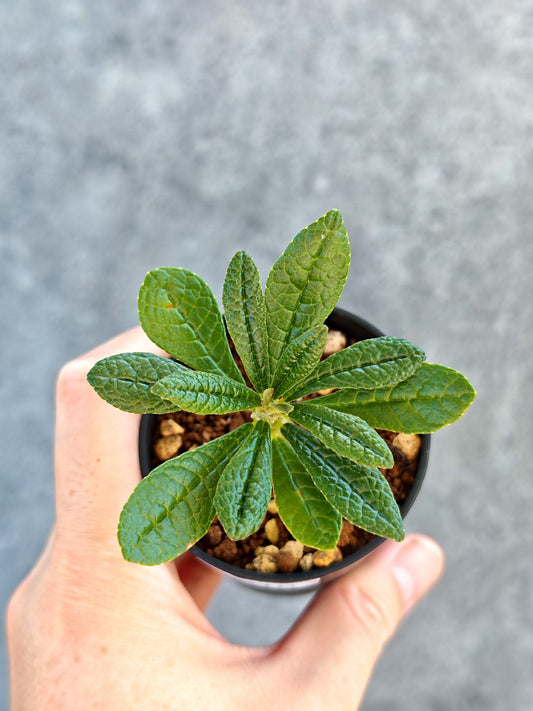 【現品限り】ドルステニア・ギガス 実生【K10】 Dorstenia gigas