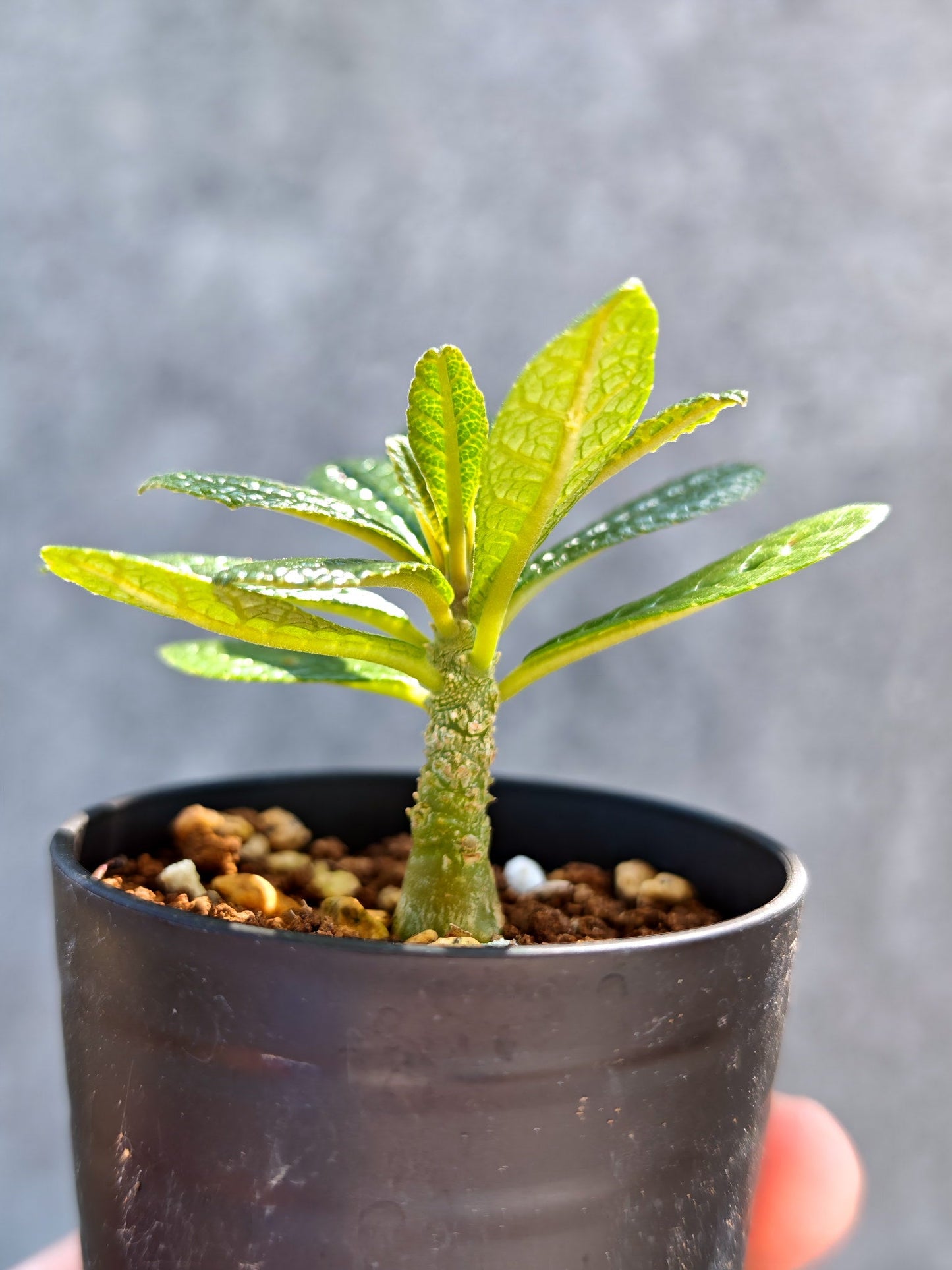 【現品限り】ドルステニア・ギガス 実生【K10】 Dorstenia gigas
