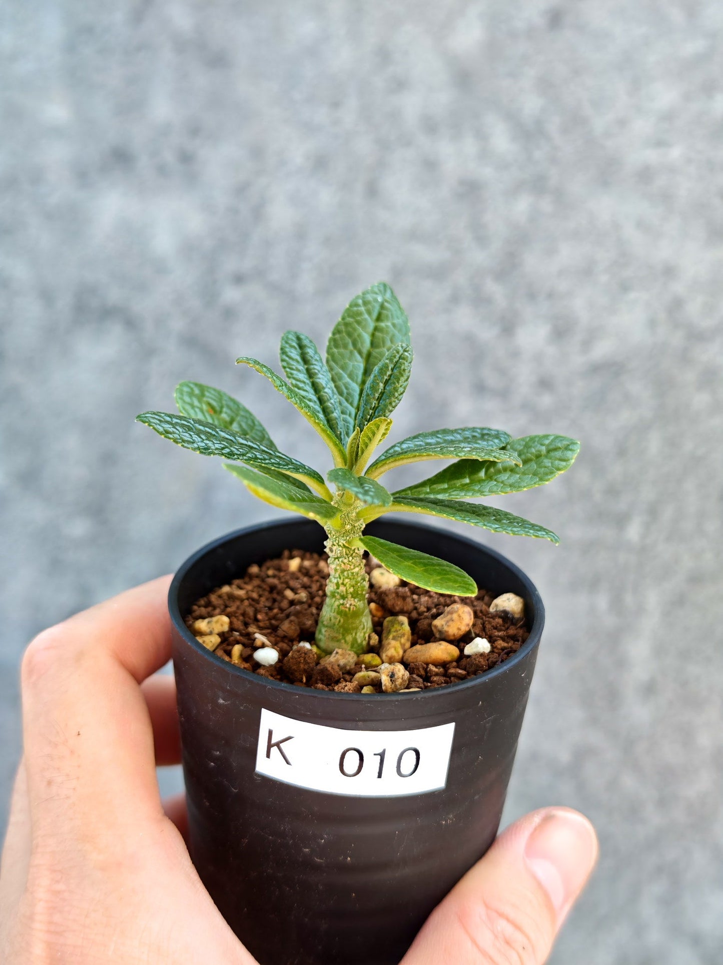 【現品限り】ドルステニア・ギガス 実生【K10】 Dorstenia gigas