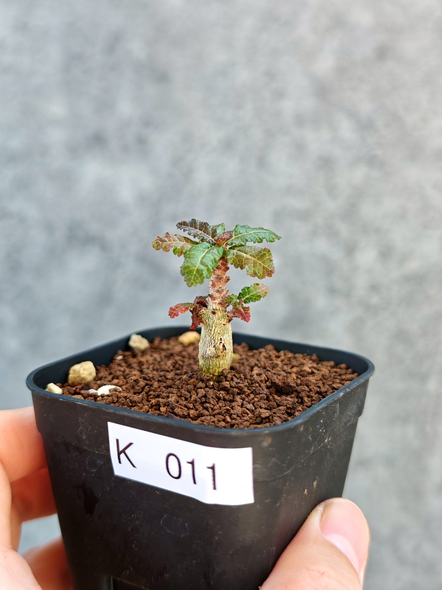 【現品限り】ボスウェリア・ナナ 実生【K11】 Boswellia nana