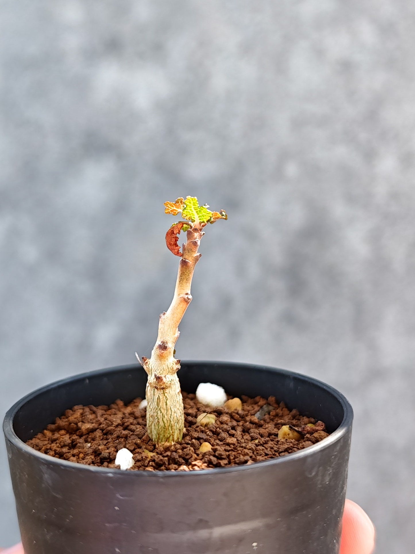 【現品限り】ボスウェリア・ナナ 実生【K12】 Boswellia nana