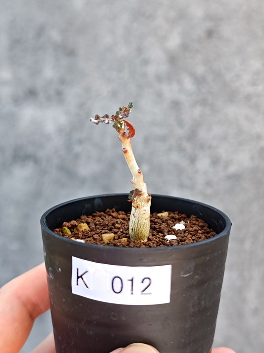 【現品限り】ボスウェリア・ナナ 実生【K12】 Boswellia nana