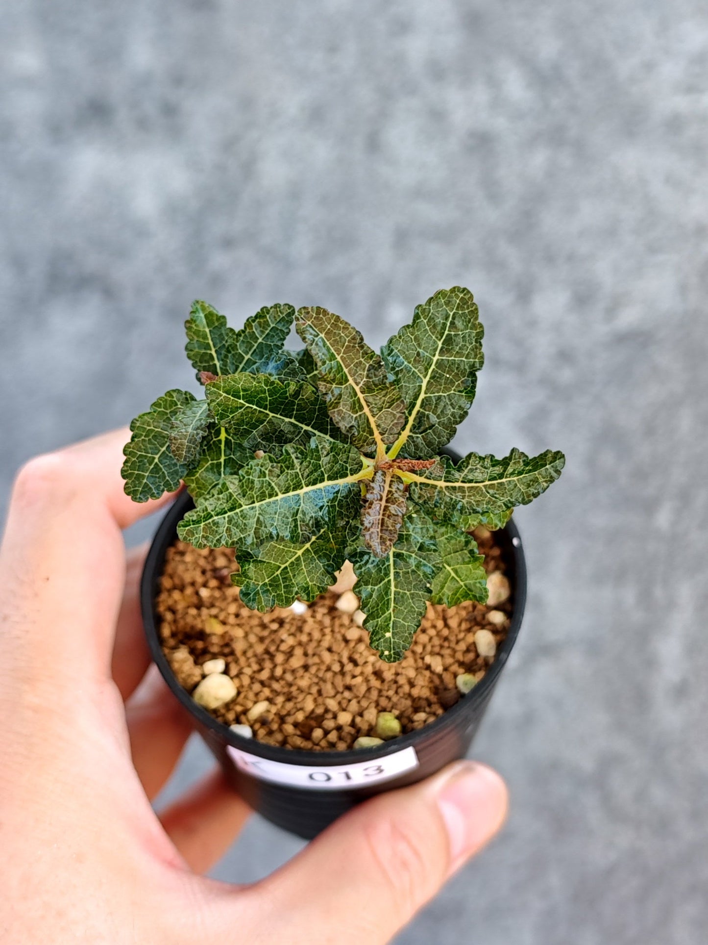 【現品限り】ボスウェリア・ナナ 実生【K13】 Boswellia nana