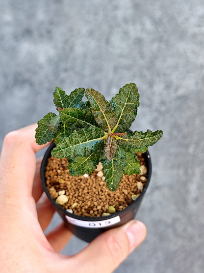 【現品限り】ボスウェリア・ナナ 実生【K13】 Boswellia nana