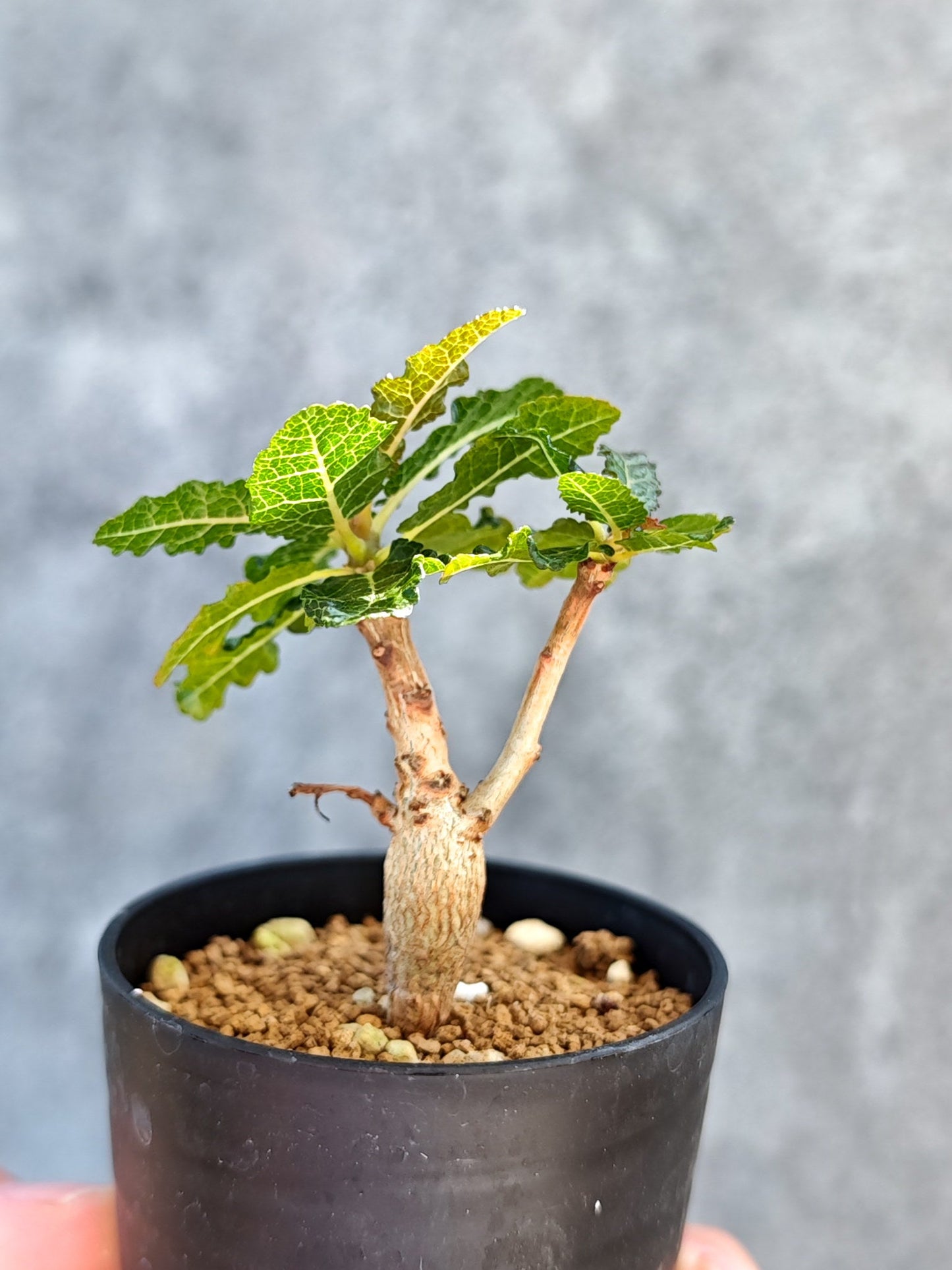 【現品限り】ボスウェリア・ナナ 実生【K13】 Boswellia nana