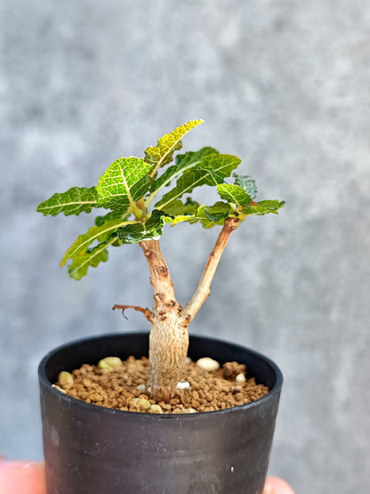 【現品限り】ボスウェリア・ナナ 実生【K13】 Boswellia nana