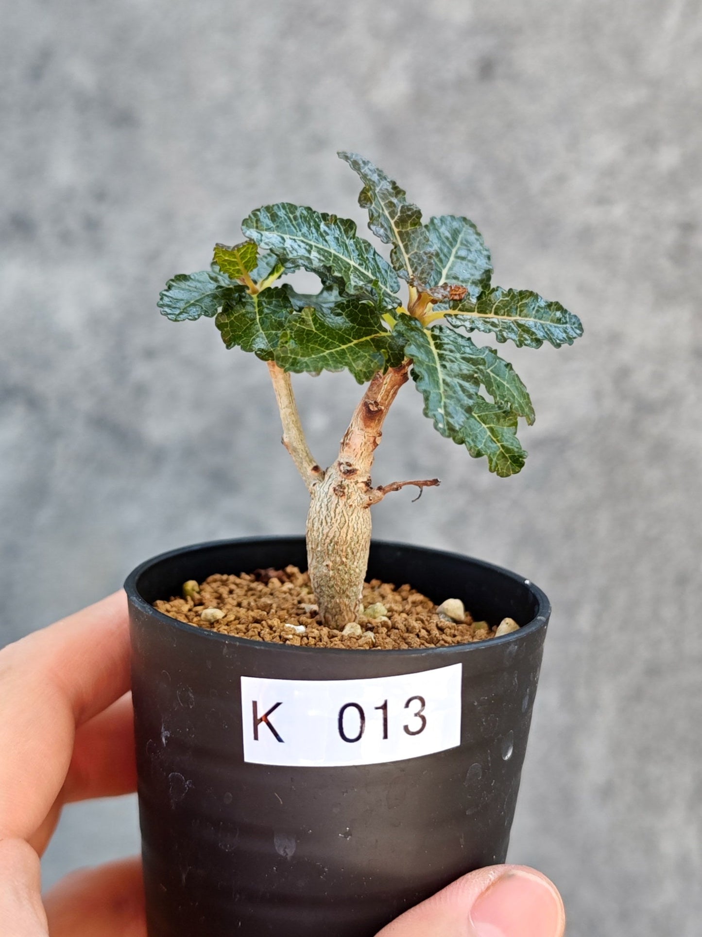 【現品限り】ボスウェリア・ナナ 実生【K13】 Boswellia nana
