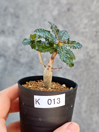 【現品限り】ボスウェリア・ナナ 実生【K13】 Boswellia nana