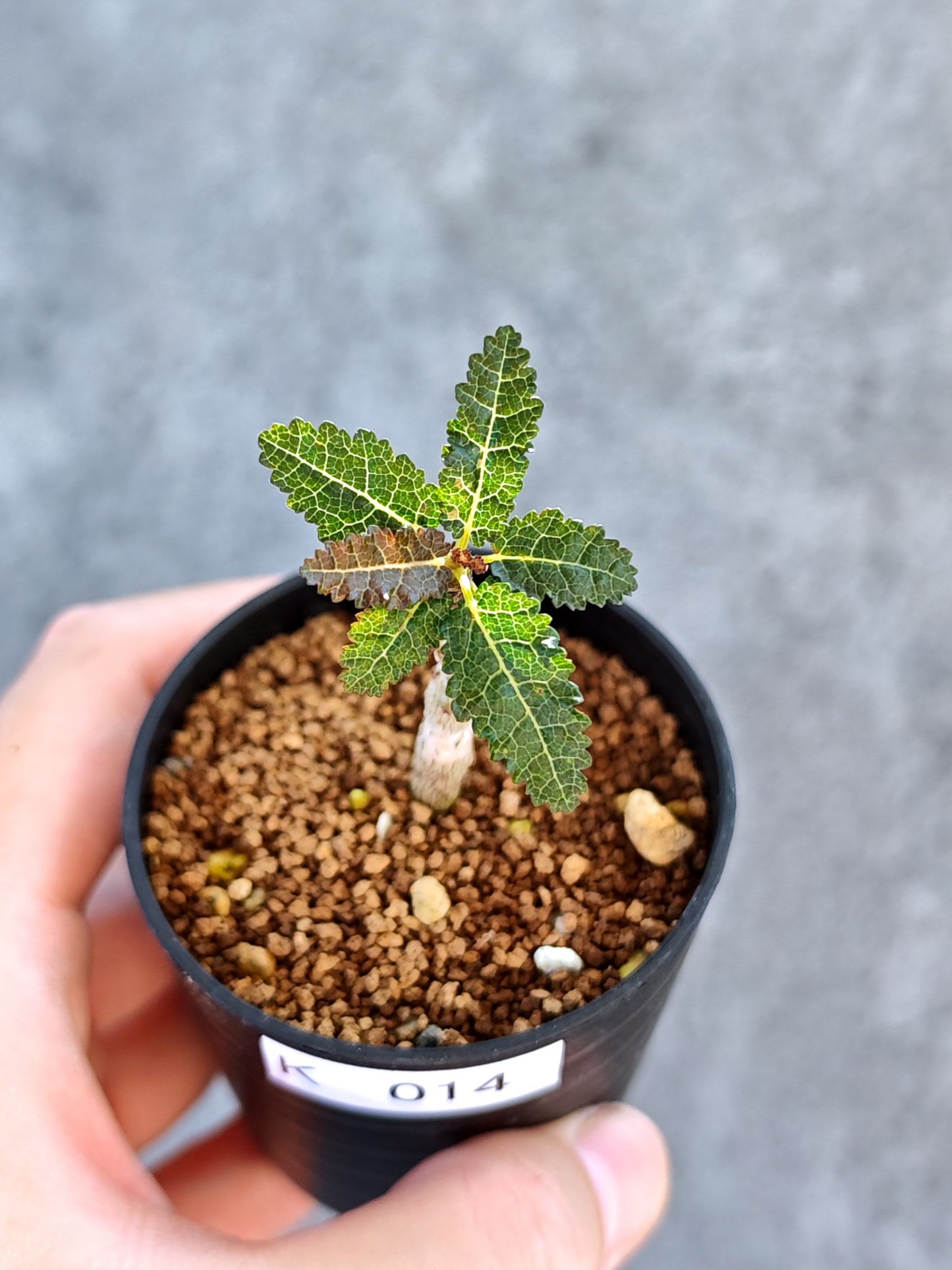 【現品限り】ボスウェリア・ナナ 実生【K14】 Boswellia nana