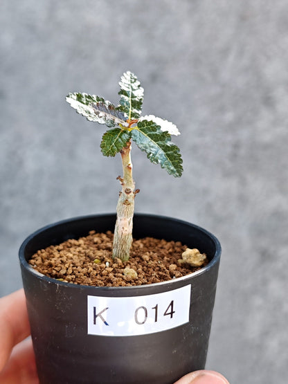 【現品限り】ボスウェリア・ナナ 実生【K14】 Boswellia nana