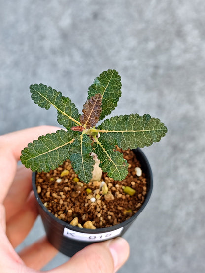 【現品限り】ボスウェリア・ナナ 実生【K15】 Boswellia nana
