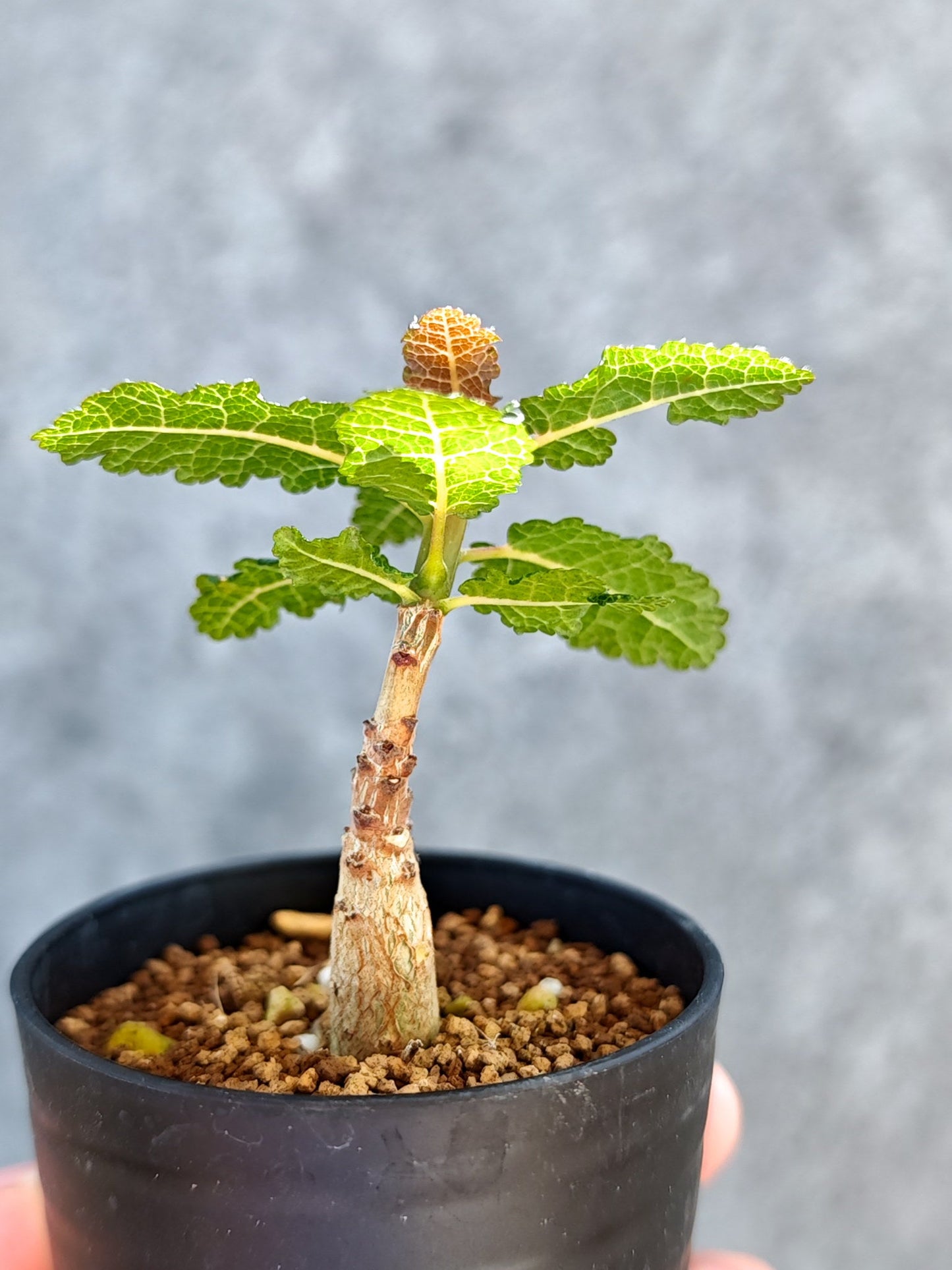 【現品限り】ボスウェリア・ナナ 実生【K15】 Boswellia nana