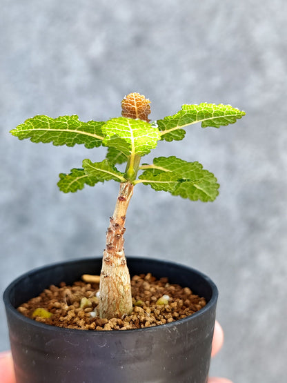 【現品限り】ボスウェリア・ナナ 実生【K15】 Boswellia nana