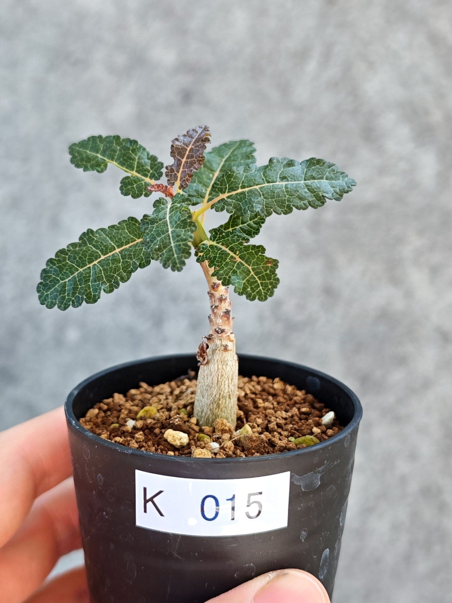 【現品限り】ボスウェリア・ナナ 実生【K15】 Boswellia nana