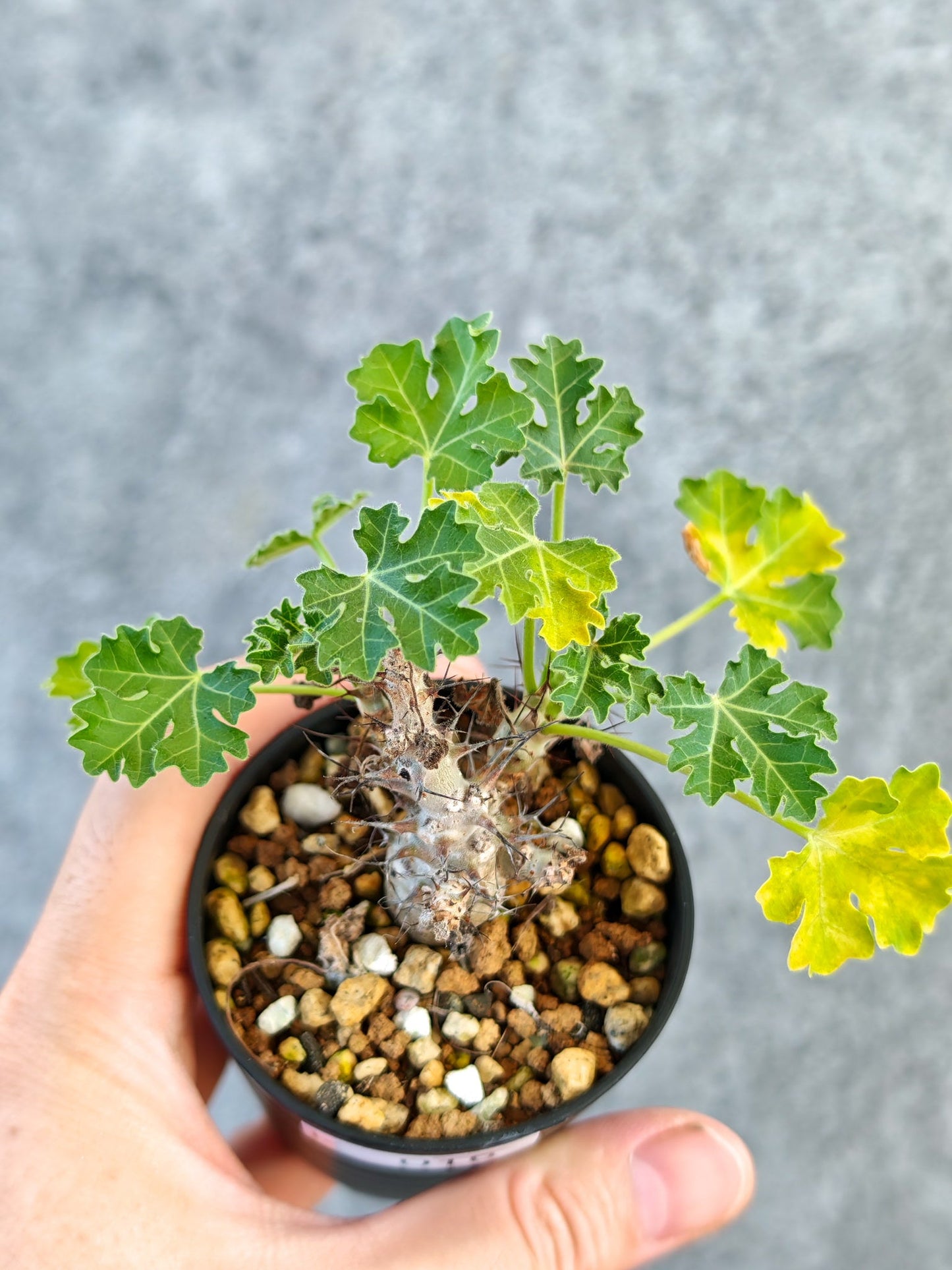 【現品限り】ヤトロファ・パラドクサ 実生【K16】 Jatropha paradoxa