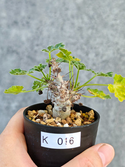 【現品限り】ヤトロファ・パラドクサ 実生【K16】 Jatropha paradoxa