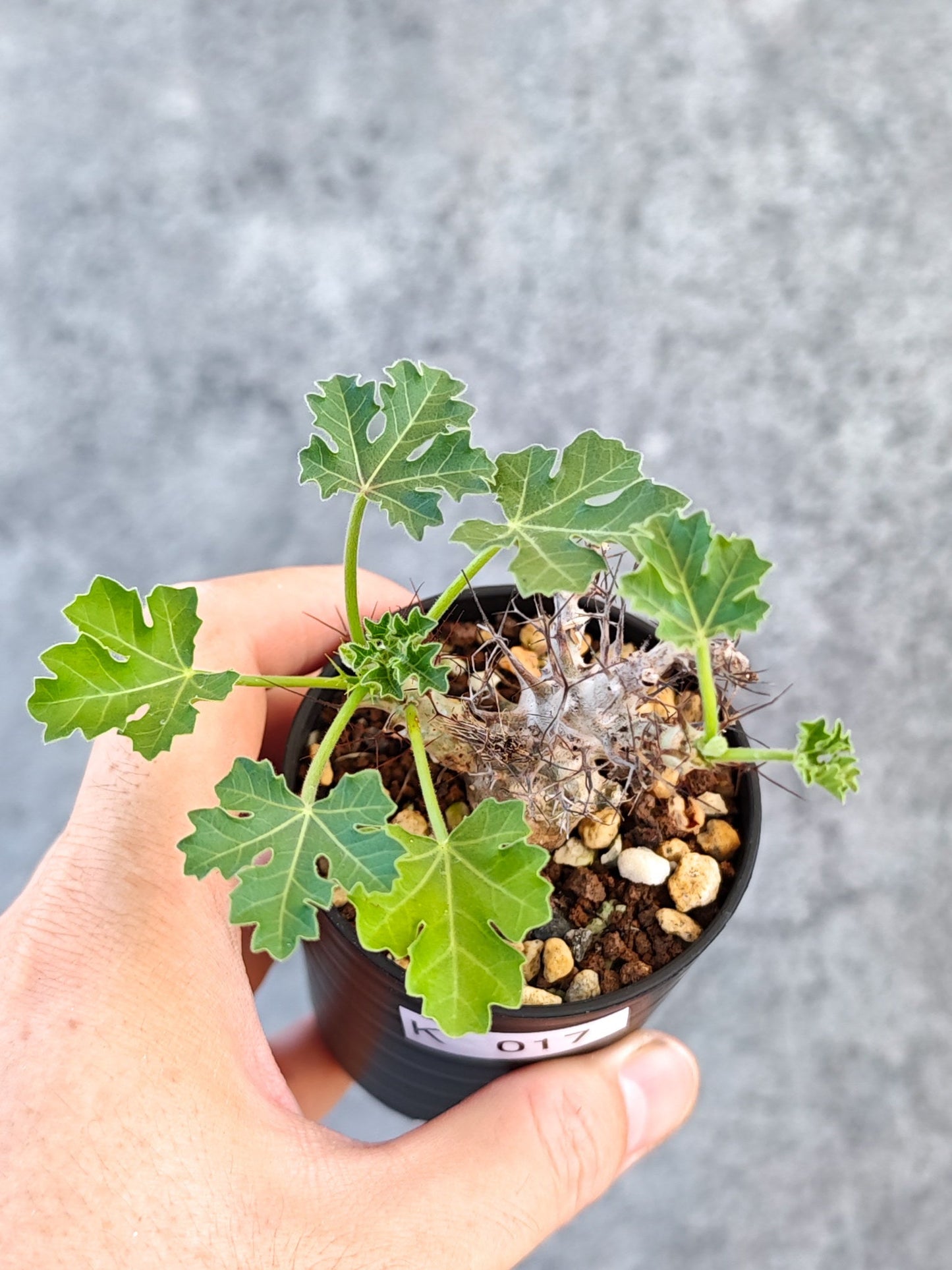 【現品限り】ヤトロファ・パラドクサ 実生【K17】 Jatropha paradoxa