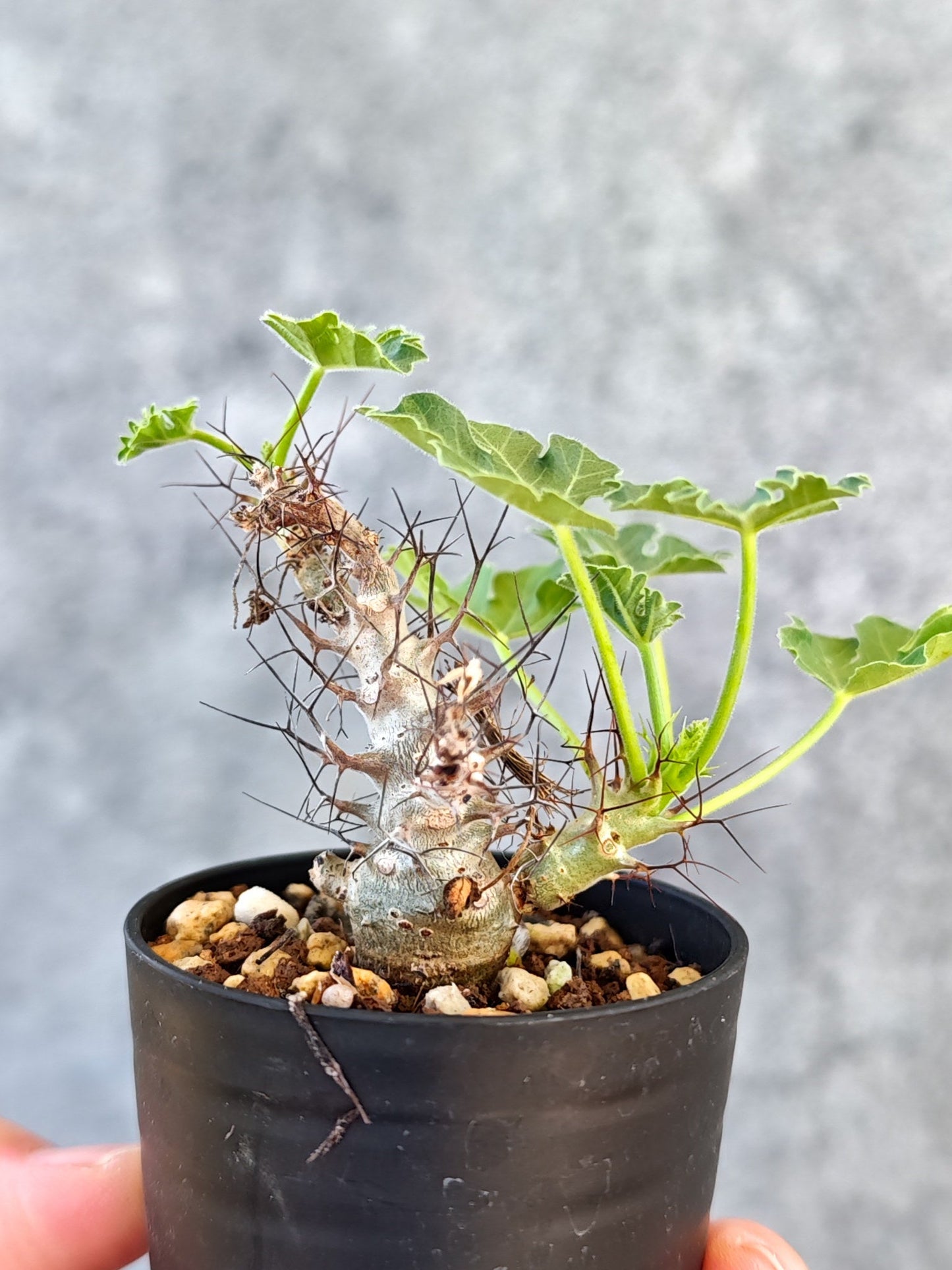 【現品限り】ヤトロファ・パラドクサ 実生【K17】 Jatropha paradoxa