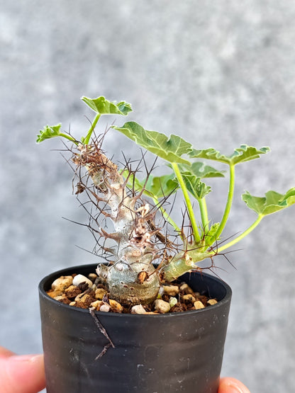 【現品限り】ヤトロファ・パラドクサ 実生【K17】 Jatropha paradoxa