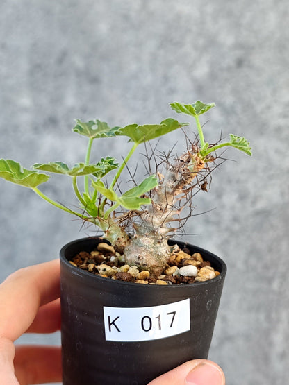 【現品限り】ヤトロファ・パラドクサ 実生【K17】 Jatropha paradoxa