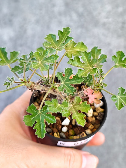 【現品限り】ヤトロファ・パラドクサ 実生【K18】 Jatropha paradoxa