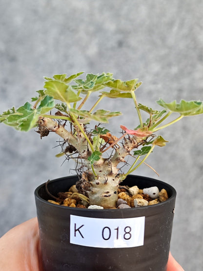 【現品限り】ヤトロファ・パラドクサ 実生【K18】 Jatropha paradoxa