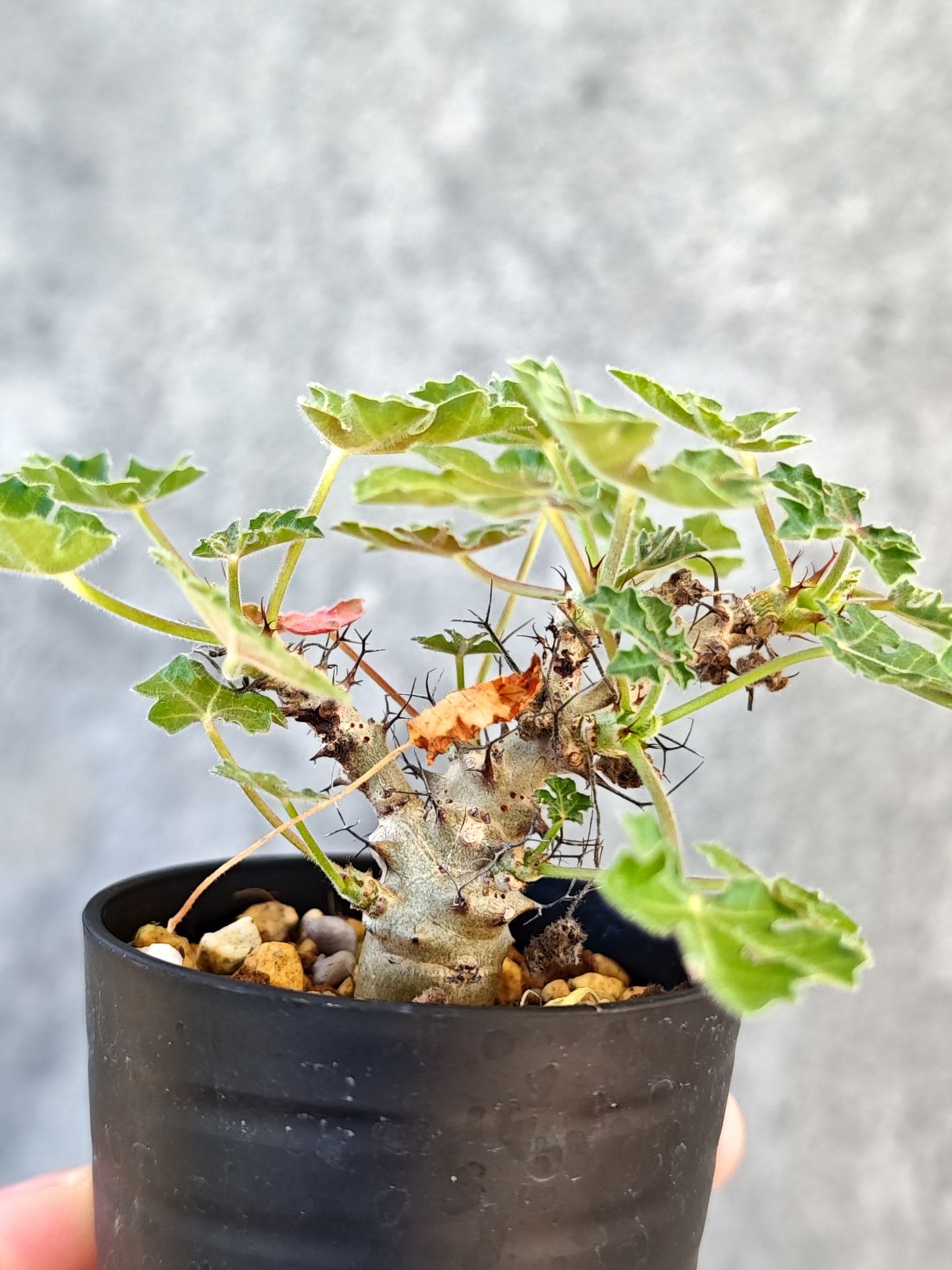 【現品限り】ヤトロファ・パラドクサ 実生【K18】 Jatropha paradoxa