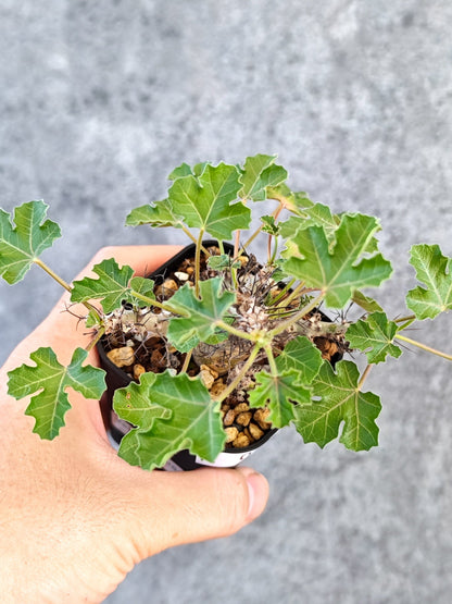 【現品限り】ヤトロファ・パラドクサ 実生【K19】 Jatropha paradoxa