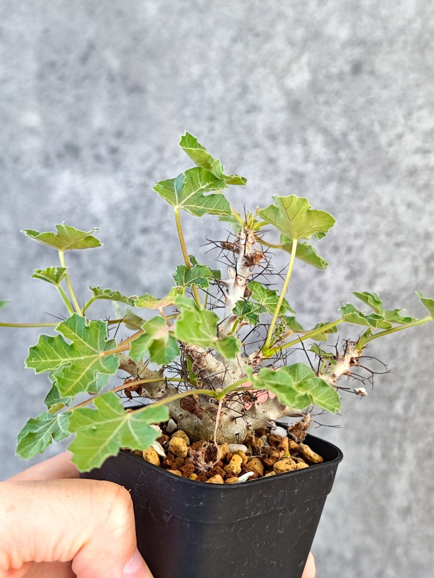 【現品限り】ヤトロファ・パラドクサ 実生【K19】 Jatropha paradoxa