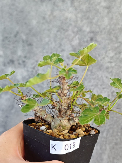 【現品限り】ヤトロファ・パラドクサ 実生【K19】 Jatropha paradoxa