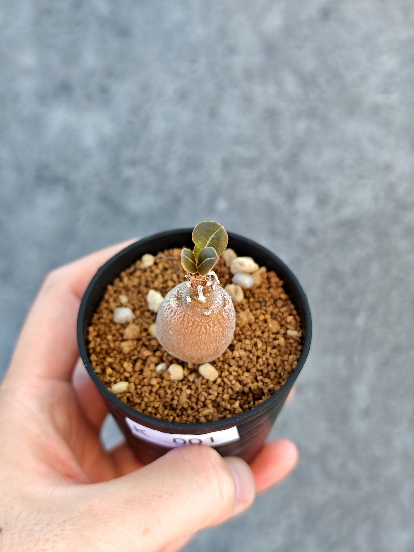 【現品限り】アデニウム・ソコトラナム 実生【K1】 Adenium socotranum