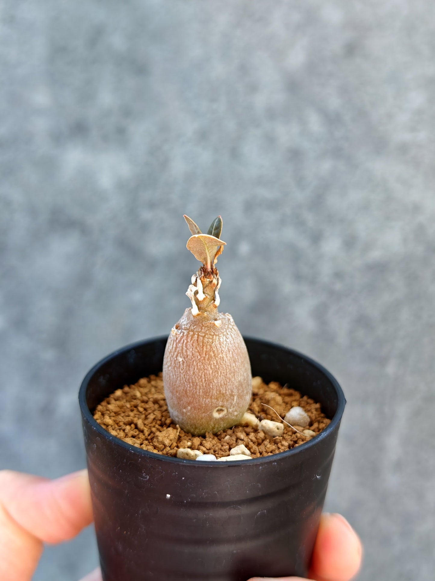 【現品限り】アデニウム・ソコトラナム 実生【K1】 Adenium socotranum