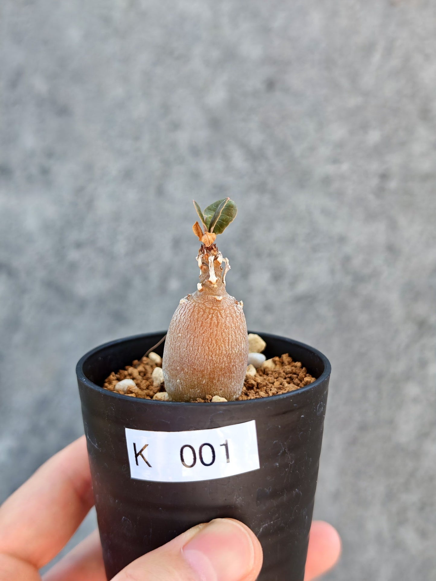 【現品限り】アデニウム・ソコトラナム 実生【K1】 Adenium socotranum