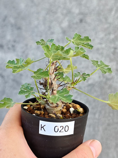 【現品限り】ヤトロファ・パラドクサ 実生【K20】 Jatropha paradoxa