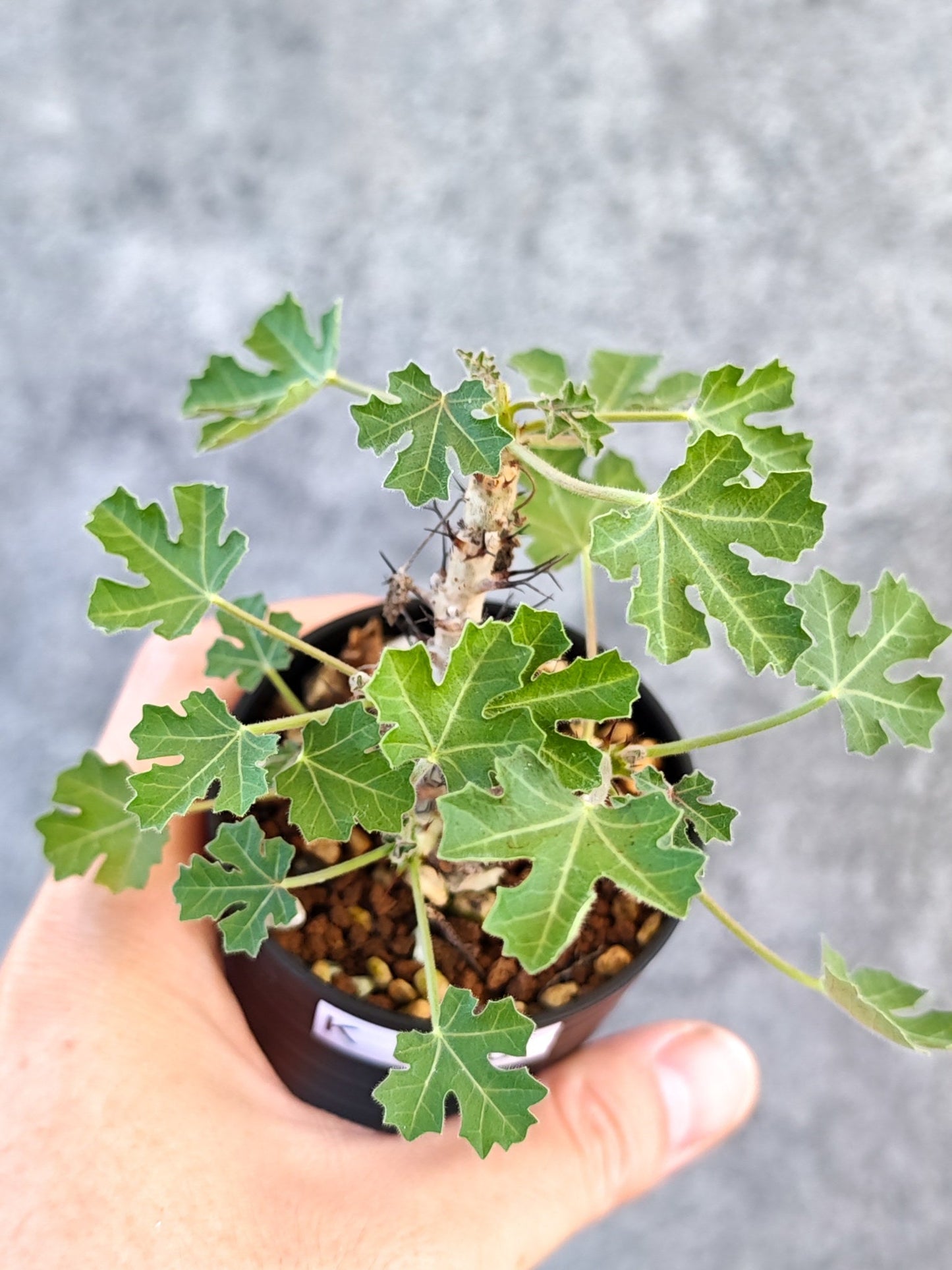 【現品限り】ヤトロファ・パラドクサ 実生【K20】 Jatropha paradoxa