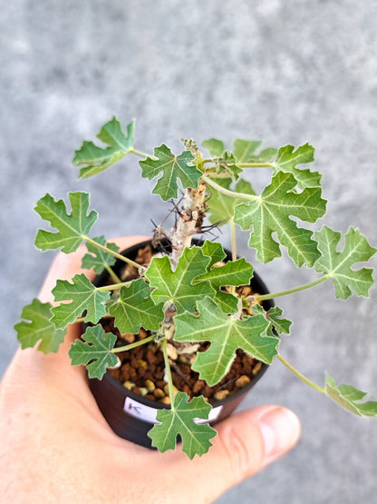 【現品限り】ヤトロファ・パラドクサ 実生【K20】 Jatropha paradoxa