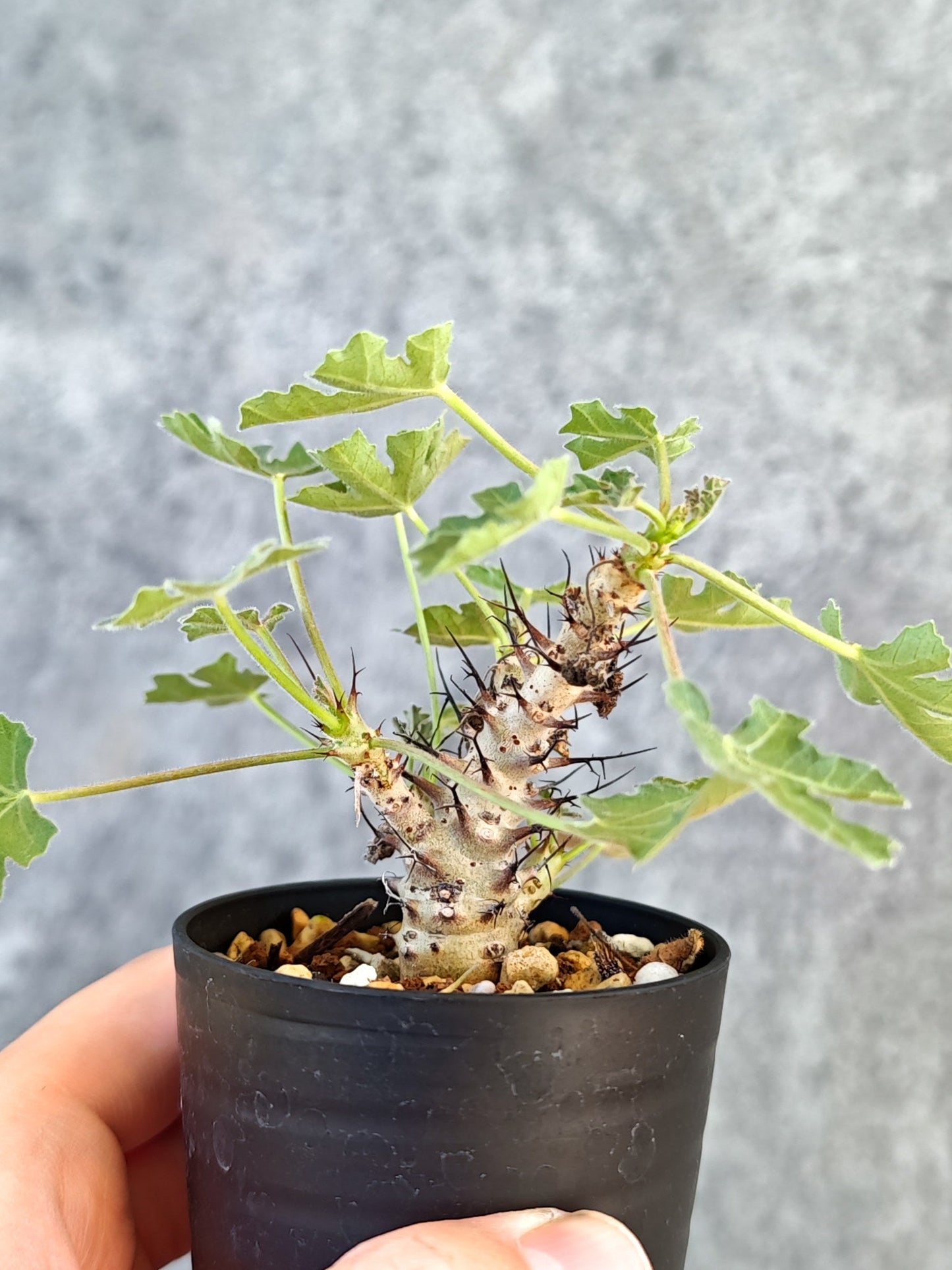【現品限り】ヤトロファ・パラドクサ 実生【K20】 Jatropha paradoxa